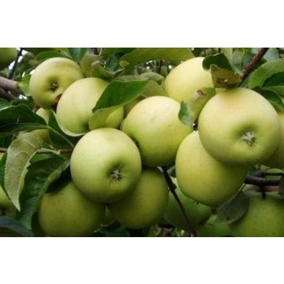 Jabłoń karłowa Malus domestica 'Miodzianka'