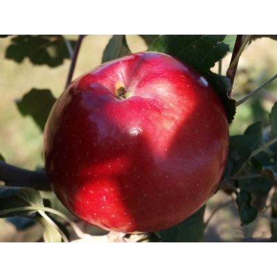 Jabłoń karłowa Malus domestica 'Oliwka Czerwona'