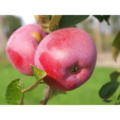Jabłoń karłowa Malus domestica 'Paulared'