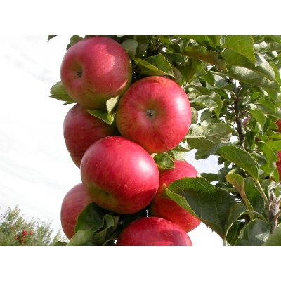 Jabłoń karłowa Malus domestica 'Rajka'
