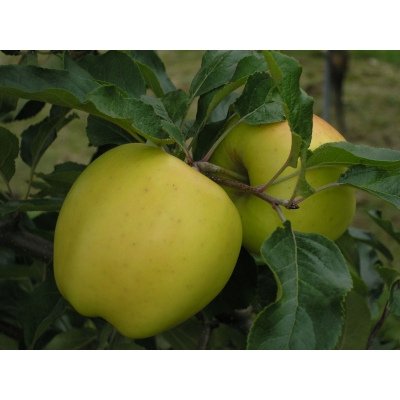 Jabłoń karłowa Malus domestica 'Golden Delicious'