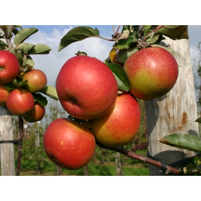 Jabłoń karłowa Malus domestica 'Genewa'