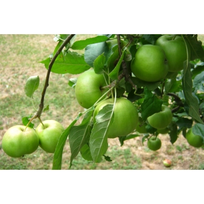 Jabłoń karłowa Malus domestica 'Papierówka'