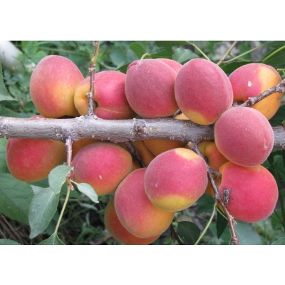 Morela karłowa Prunus armeniaca 'Benda'