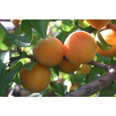 Morela karłowa Prunus armeniaca 'Dobrzyńska'