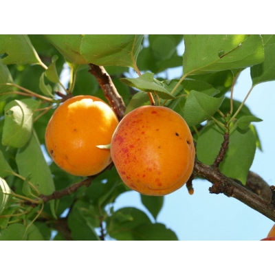 Morela karłowa Prunus armeniaca 'Goldrisch'