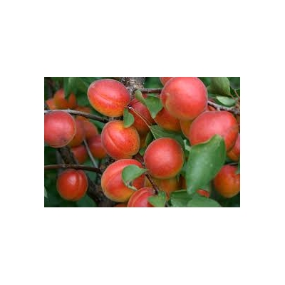 Morela karłowa Prunus armeniaca 'Harcot'