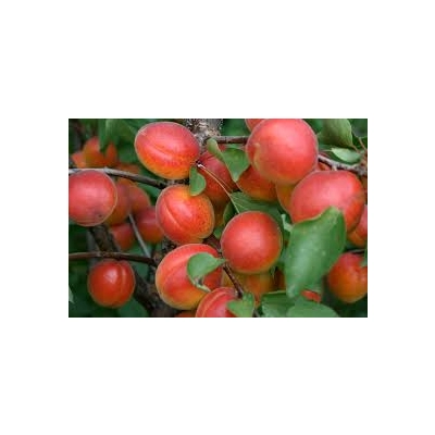 Morela karłowa Prunus armeniaca 'Harcot'