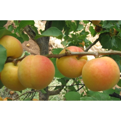 Morela karłowa Prunus armenica 'Późna z morden'