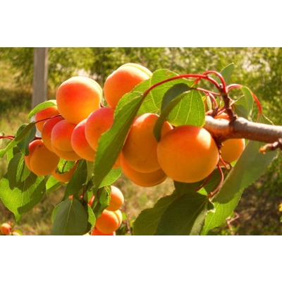 Morela karłowa Prunus armenica 'Wczesna z morden'