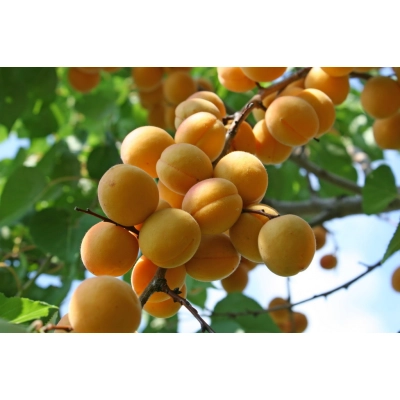 Morela karłowa Prunus armenica 'Somo'