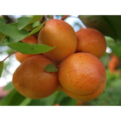 Naktaryna karłowa Prunus persica nucipersica 'Silver Lode'