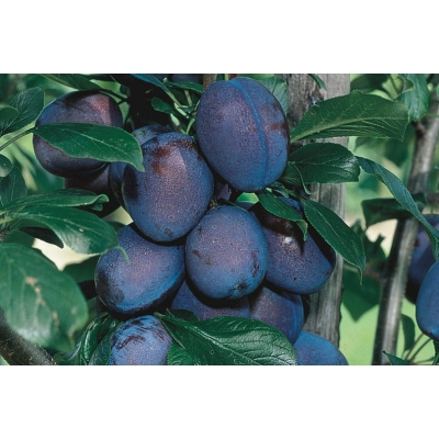 Śliwa karłowa Prunus domestica 'Węgierka Wczesna'