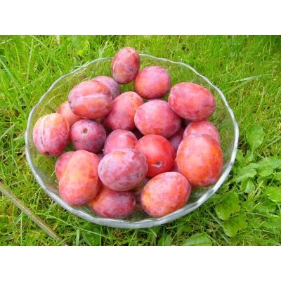 Śliwa karłowa Prunus domestica 'Brzoswiniowa'