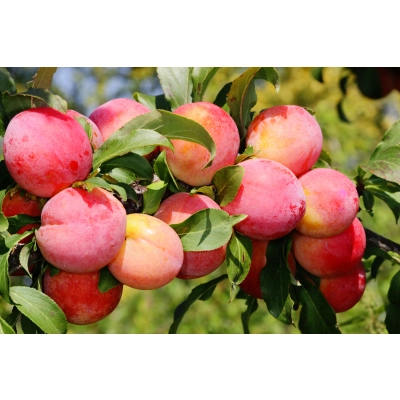 Śliwa karłowa Prunus domestica 'Królowa Wiktoria'