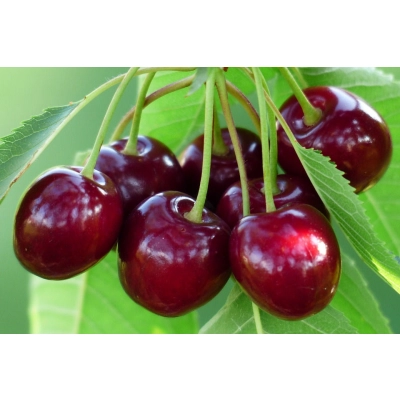 Wiśnia karłowa Prunus fruticosa 'Diament'