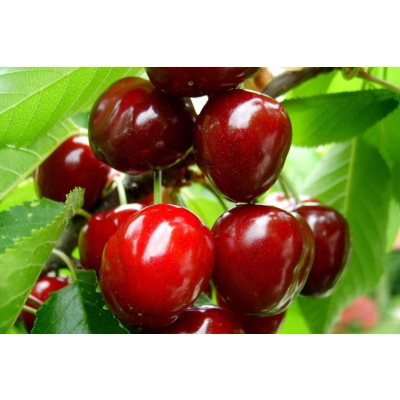 Wiśnia karłowa Prunus fruticosa 'Czerecha Grubińska'