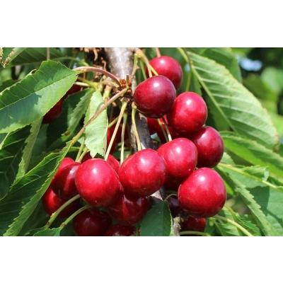 Wiśnia karłowa Prunus fruticosa 'Debreceni'