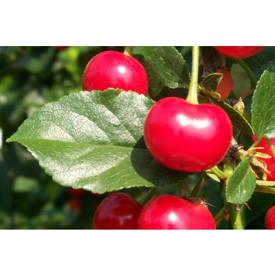 Wiśnia karłowa Prunus fruticosa 'Lucyna'