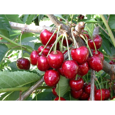 Wiśnia karłowa Prunus fruticosa 'Nadwiślanki'