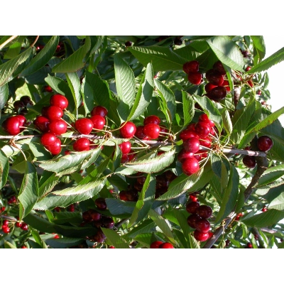 Wiśnia karłowa Prunus fruticosa 'Nefris'