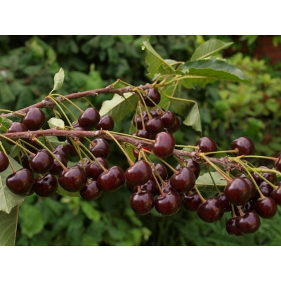Wiśnia karłowa Prunus fruticosa 'Nowotomyska'