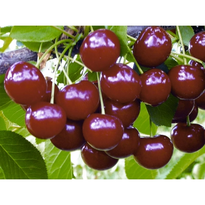 Wiśnia karłowa Prunus fruticosa 'Panda'