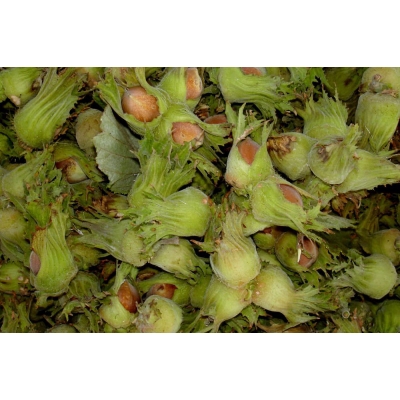 Orzech laskowy Corylus avellana 'Lamberta biały'