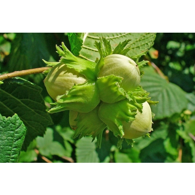 Orzech laskowy Corylus avellana 'Syrena'