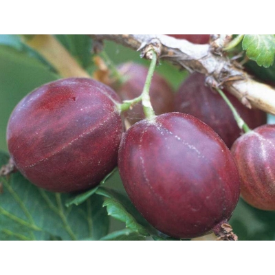 Agrest krzaczasty Ribes uva- crispa 'Hinnomaki rot' czerwony