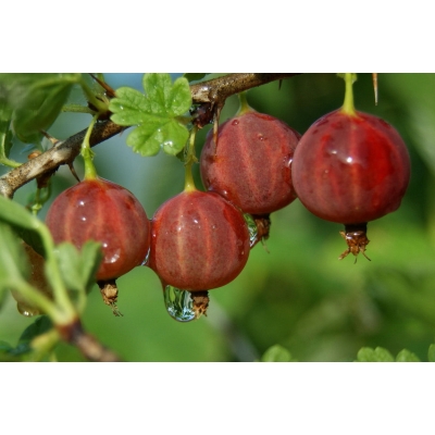 Agrest krzaczasty Ribes uva- crispa 'Invicta' czerwony