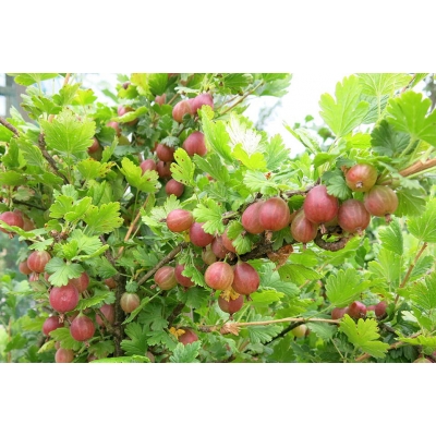 Agrest krzaczasty Ribes uva- crispa 'Krasnosłowiański' czerwony