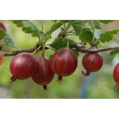 Agrest krzaczasty Ribes uva- crispa 'Niesłuchowski' czerwony
