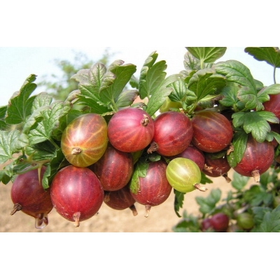 Agrest krzaczasty Ribes uva- crispa 'Triumf' czerwony