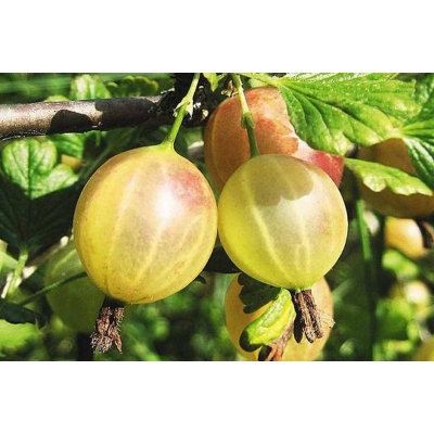 Agrest krzaczasty Ribes uva- crispa 'Krasnosłowiański'  zielony