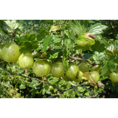 Agrest krzaczasty Ribes uva- crispa 'Niesłuchowski'  zielony