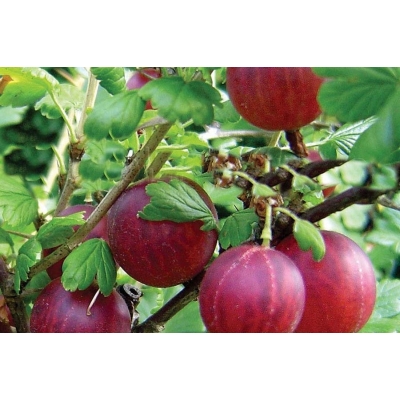 Agrest na pniu Ribes uva- crispa 'Hinnomaki Rot' czerwony