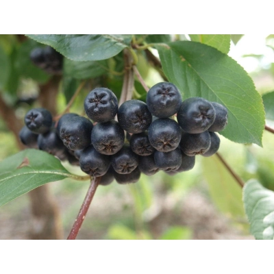 Aronia Photinia 'Galicjanka'
