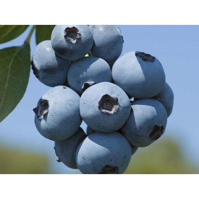 Borówka amerykańska Vaccinium corymbasum 'Bluejay'