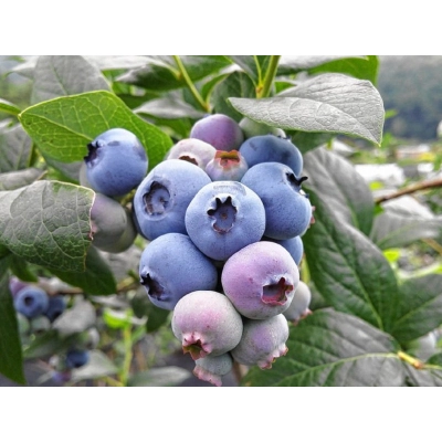 Borówka amerykańska Vaccinium corymbasa 'Bonus'