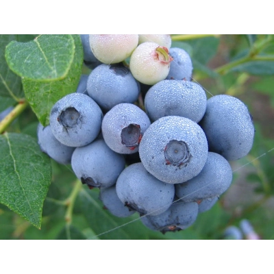 Borówka amerykańska Vaccinium corymbasa 'Chandller'