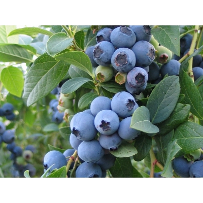 Borówka amerykańska Vaccinium corymbasa 'Elizabeth'