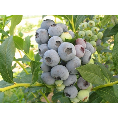 Borówka amerykańska Vaccinium corymbasa 'Sunrise'