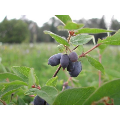 Jagoda kamczacka Lonicera caerulea var. kamtschatica 'Czarna'