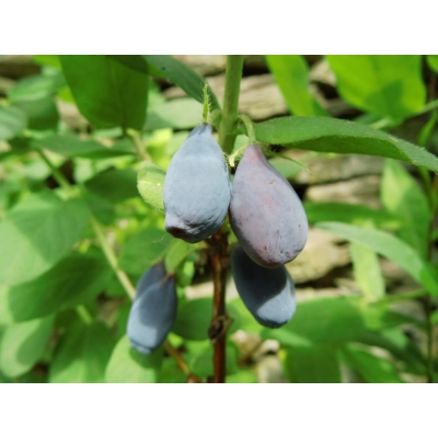 Jagoda kamczacka Lonicera caerulea var. kamtschatica 'Jolanta'