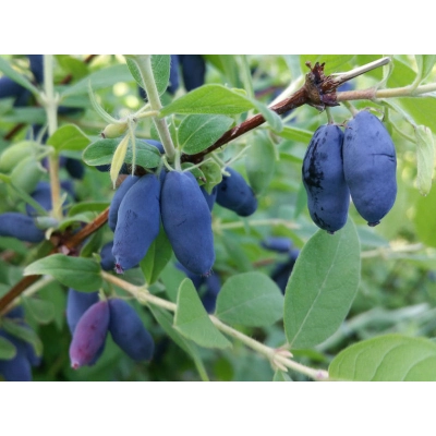 Jagoda kamczacka Lonicera caerulea var. kamtschatica 'Mailon'