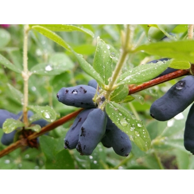 Jagoda kamczacka Lonicera caerulea var. kamtschatica 'Zielona'