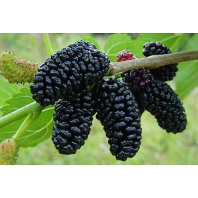 Morwa Morus nigra 'Nigra'