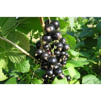 Porzeczka krzaczasta czarna Ribes nigrum 'Ben Alder'
