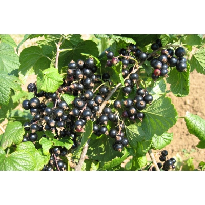 Porzeczka krzaczasta czarna Ribes nigrum 'Ben Lemond'